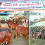 জমে উঠেছে চাষাড়া লিংক রোডের পাশে সবুজবাগ মাদ্রাসা মাঠে বিশাল গরু-ছাগলের হাট