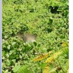 বন্দরে নিখোঁজের ছয়দিন পর অটোরিকশা চালকের অর্ধগলিত লাশ ডোবা থেকে উদ্ধার 
